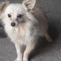 سک پامر