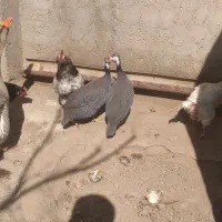 فروش دو عدد مرغ شاخدار نر