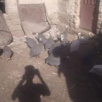 مرغ شاخدار