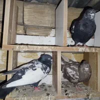 کبوتر پرشی سینه ای دم سفید دمبی