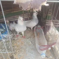 کفتر طوقی آبی