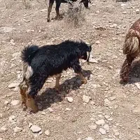 کهره نر