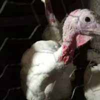 ۲ عدد بوقلمون ۸ کیلو ی گوشتی سالم