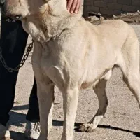 واگذاری سگ پژدر و سرابی