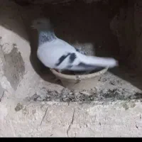 پرند