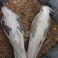 ۱۰ جفت  طوطی عروس هلندی به شرط