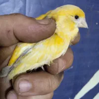 قناری ماده آماده پس کوزه ای