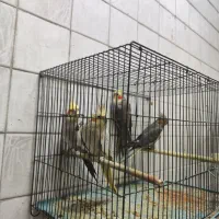 عروس هلندی