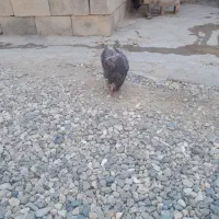 مرغ