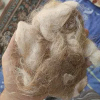 پشم گوسفند