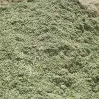 شبدر تمیز بدون علف
