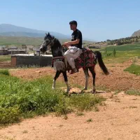 اسب