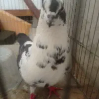 کبوتر ماده