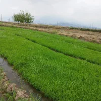 بذزشالی فجرسوزنی