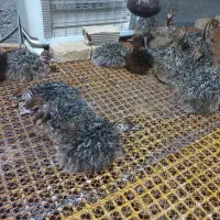 جوجه شتر مرغ یک هفته ای