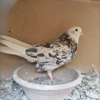 کفتر شازده سرور نر  دست پر سفید دم مهر