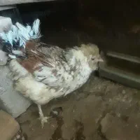 مرغ گلین اصیل اصیل