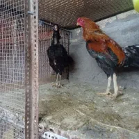 فروش تخم نطفه دار لاری وجوجه