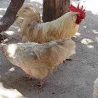 مرغ و خروس