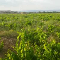 فروش باغ انگور بین رودخانه و چشمه و‌نزدیک به برق