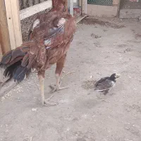 یک عدد مرغ لاری اصل همراه جوجه اش وخروس