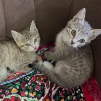 واگذاری رایگان بچه گربه