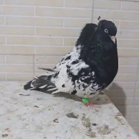 کله سیاه