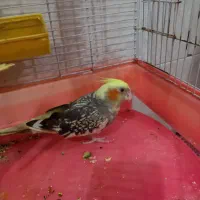 عروس هلندی