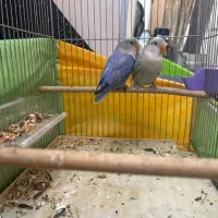 ۲ تا جوجه کوتوله دستی