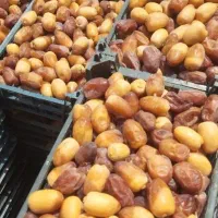 رطب تازه ازنخلستان