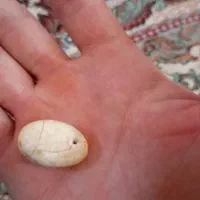 مهره|جواهرات|آمل, |دیوار