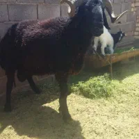 شیشک قوچ.