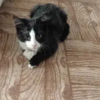 گربه 2ماهه|گربه|ابهر, |دیوار