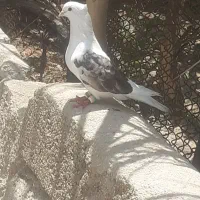 دوکت نر