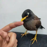 جوجه|پرنده|قوچان, |دیوار