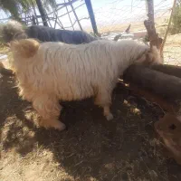 یک عددبزغاله نرمس