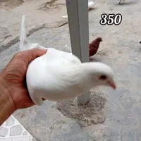 کفتر