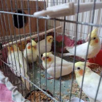 جوجه سرلاکی عروس هلندی