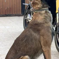 مالینویز درجه یک بافق