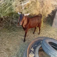 نری پاکستانی ( جُبُش )