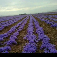 سرمایه-گزار-در-زمینه-کشاورزی-دارای-سازمانی-کامل