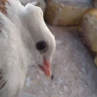 یک عدد کفتر طوقی