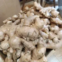 فروش همکاری زنجبیل کرمان ارسال به سراسر استان