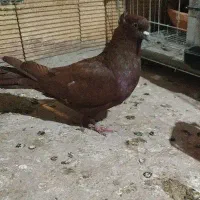 ماده سرخ روغنی اصیل