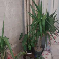 یوکا سرحال پراندازه های مختلف