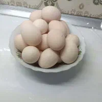 تخم‌مرغ نطفه دار