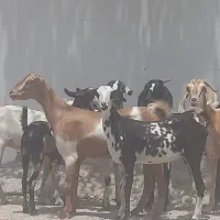 کربلایی بز مخصوص کربلایی ونذری داشت دوقلو زا