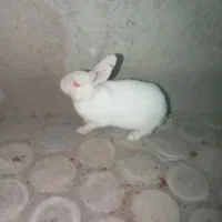 خرگوش معاوضه با کبوتر