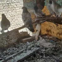 سلام کبوتر فروشی