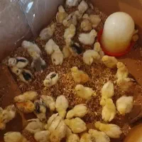 بخش عمده جوجه مرندی و انواع و اقسام جوجه ها